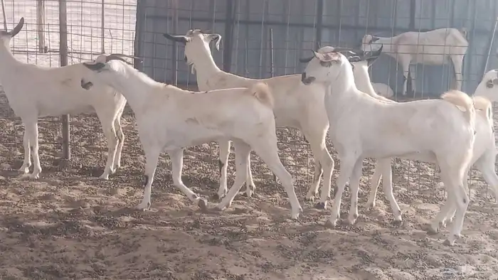 جفار بيشيات كحل صنف الصنف فاخره ماعز مقاني مراح 18