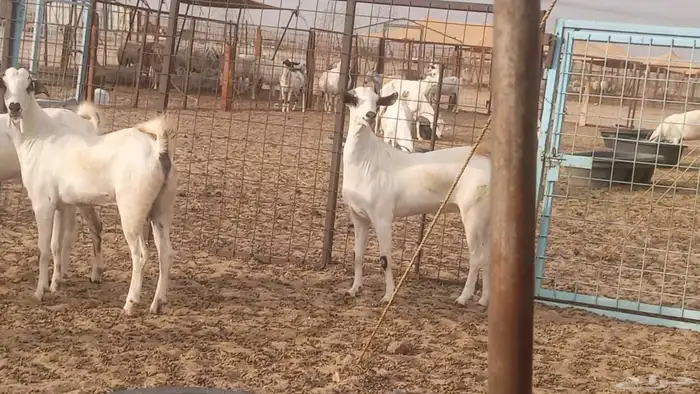 جفار بيشيات كحل صنف الصنف فاخره ماعز مقاني مراح 5