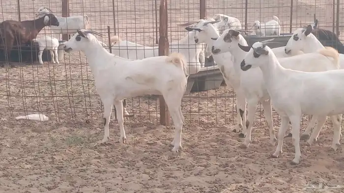 جفار بيشيات كحل صنف الصنف فاخره ماعز مقاني مراح 28