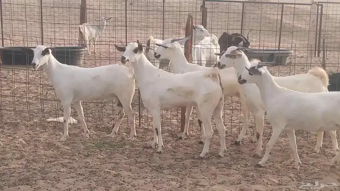 جفار بيشيات كحل صنف الصنف فاخره ماعز مقاني مراح 24