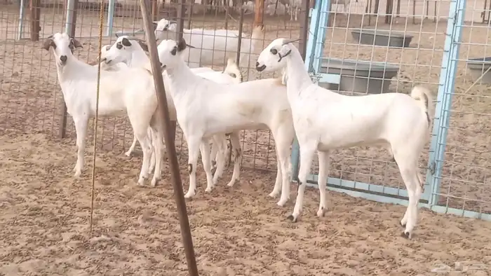 جفار بيشيات كحل صنف الصنف فاخره ماعز مقاني مراح 1