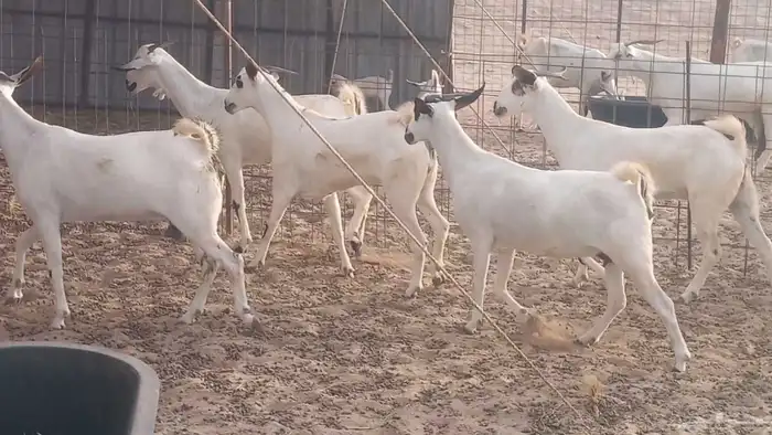 جفار بيشيات كحل صنف الصنف فاخره ماعز مقاني مراح 14