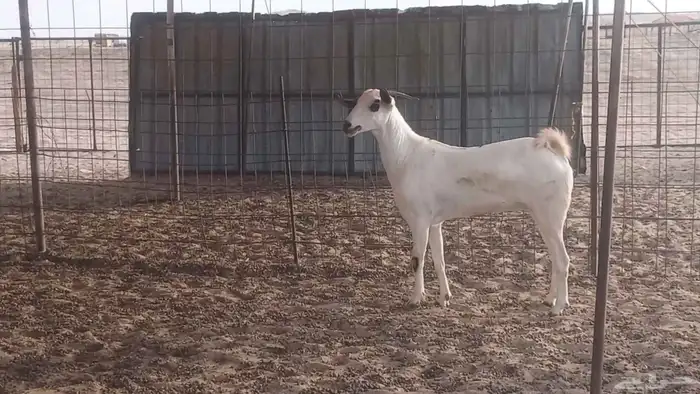 جفار بيشيات كحل صنف الصنف فاخره ماعز مقاني مراح 11