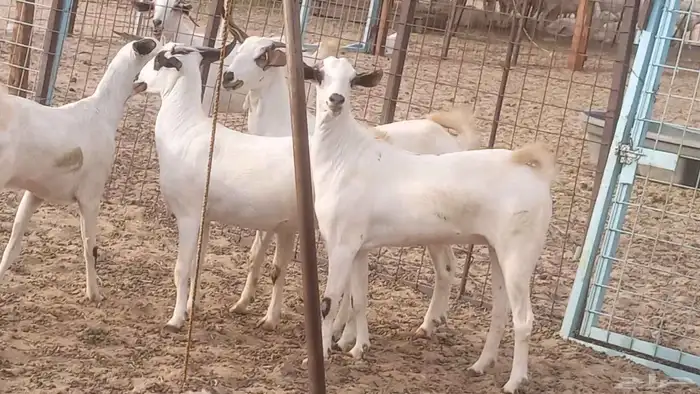 جفار بيشيات كحل صنف الصنف فاخره ماعز مقاني مراح 0