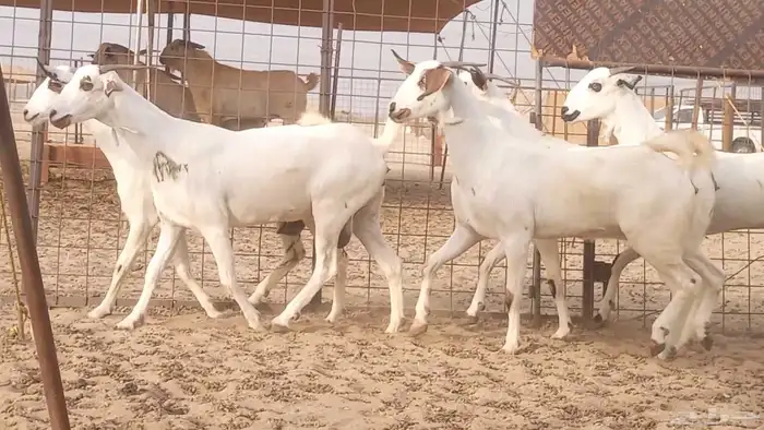 جفار بيشيات كحل صنف الصنف فاخره ماعز مقاني مراح 15