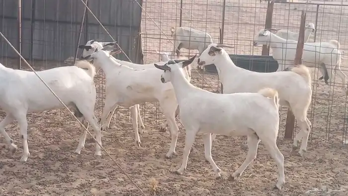 جفار بيشيات كحل صنف الصنف فاخره ماعز مقاني مراح 20