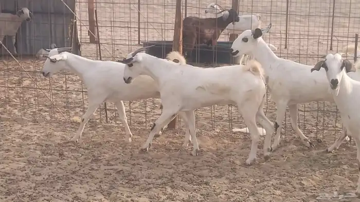 جفار بيشيات كحل صنف الصنف فاخره ماعز مقاني مراح 22