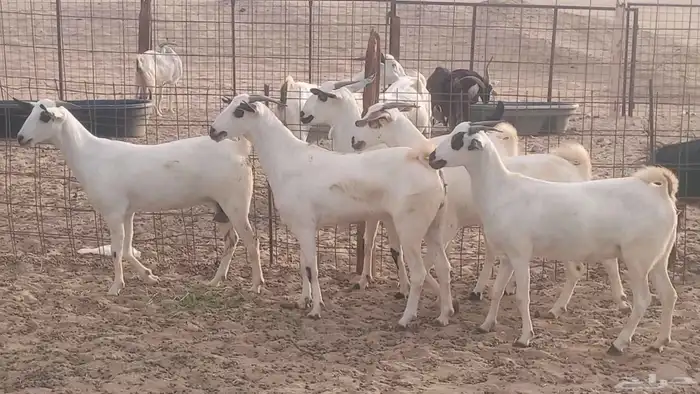 جفار بيشيات كحل صنف الصنف فاخره ماعز مقاني مراح 12