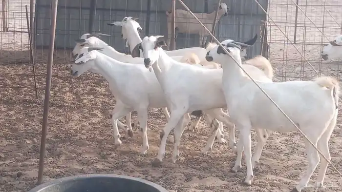 جفار بيشيات كحل صنف الصنف فاخره ماعز مقاني مراح 27