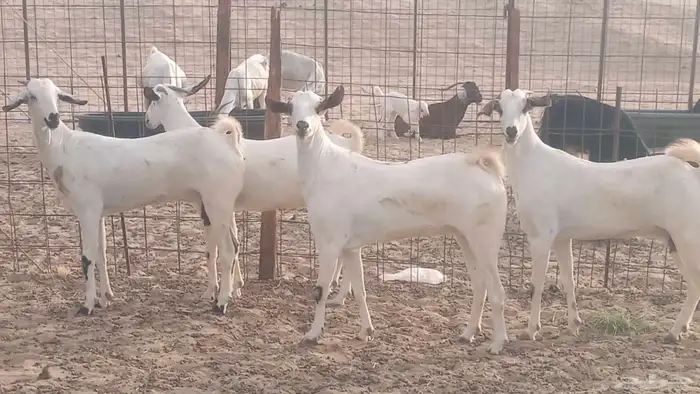 جفار بيشيات كحل صنف الصنف فاخره ماعز مقاني مراح 6