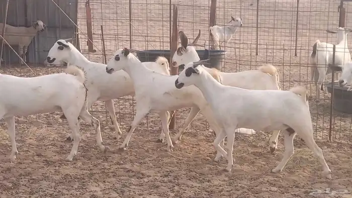 جفار بيشيات كحل صنف الصنف فاخره ماعز مقاني مراح 26