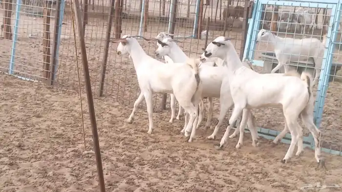 جفار بيشيات كحل صنف الصنف فاخره ماعز مقاني مراح 7