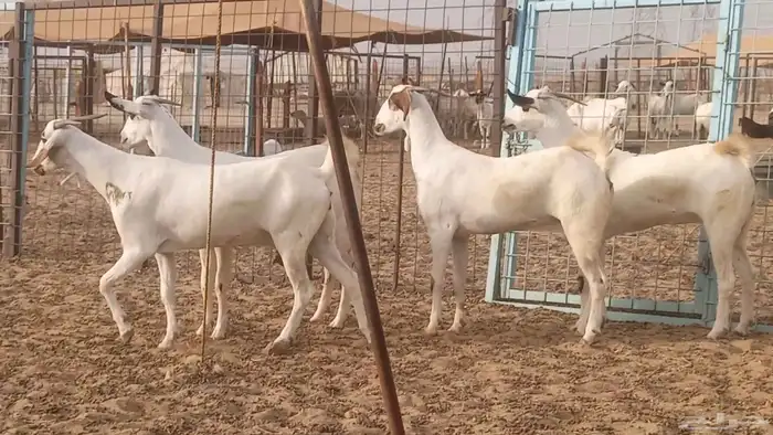 جفار بيشيات كحل صنف الصنف فاخره ماعز مقاني مراح 17