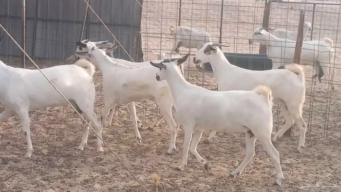 جفار بيشيات كحل صنف الصنف فاخره ماعز مقاني مراح 8