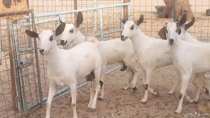 جفار بيشيات كحل صنف الصنف فاخره ماعز مقاني مراح 21