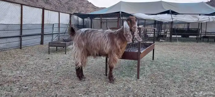 عنز عارضيه صنف الصنف السن رباع مقنى هاايل شرط مابعد ا ستالدت 2