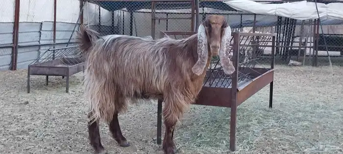 عنز عارضيه صنف الصنف السن رباع مقنى هاايل شرط مابعد ا ستالدت 1