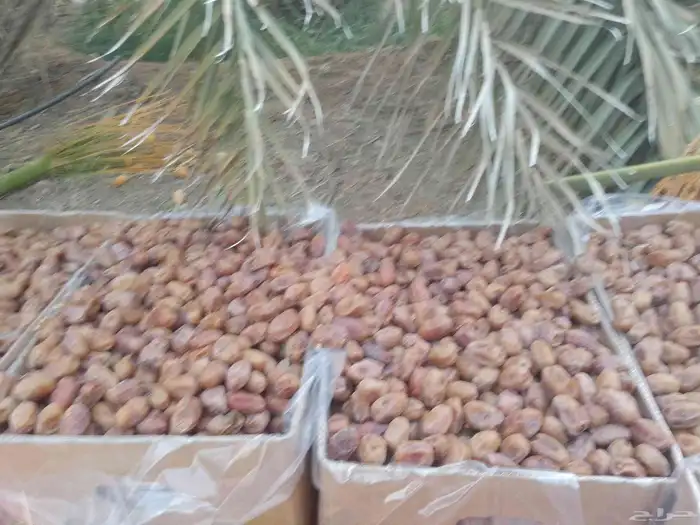 السلام عليكم ورحمة الله يوجد لدينا تمر خلاص فاخر 2