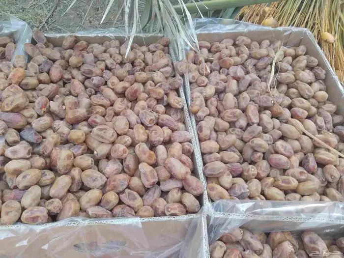 السلام عليكم ورحمة الله يوجد لدينا تمر خلاص فاخر 1