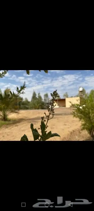 مزرعه صيد للإيجار من تاريخ 6 سبتمر فاضيه 4