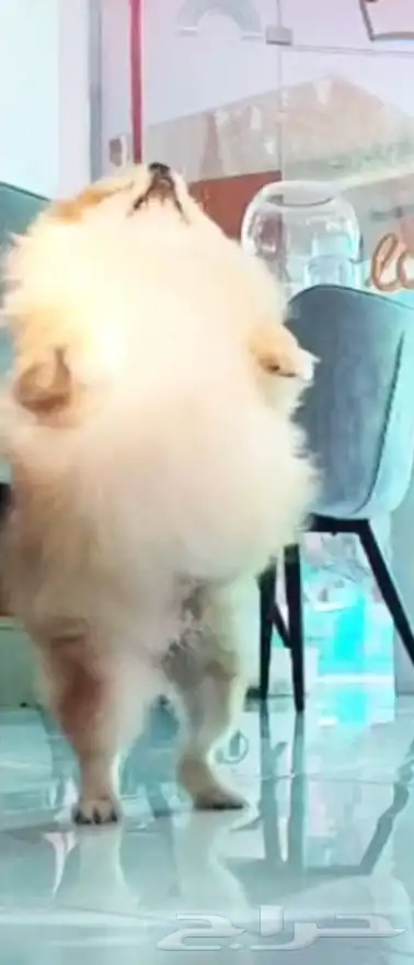 كلب بوميرينيان انثى 4 سنوات 8