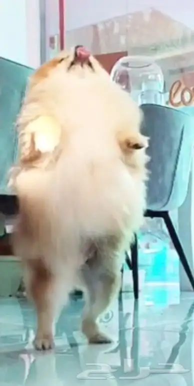 كلب بوميرينيان انثى 4 سنوات 9