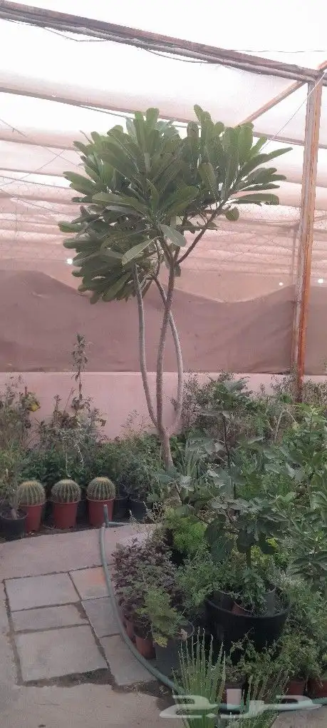 مشتل تنسيق حدائق 7