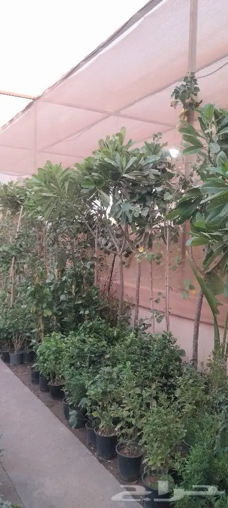 مشتل تنسيق حدائق 8