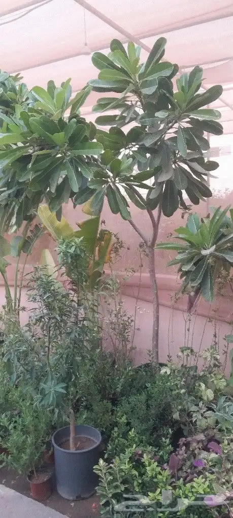 مشتل تنسيق حدائق 4