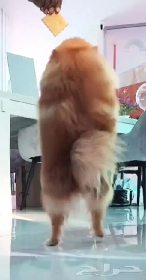 كلب بوميرينيان انثى 4 سنوات 5