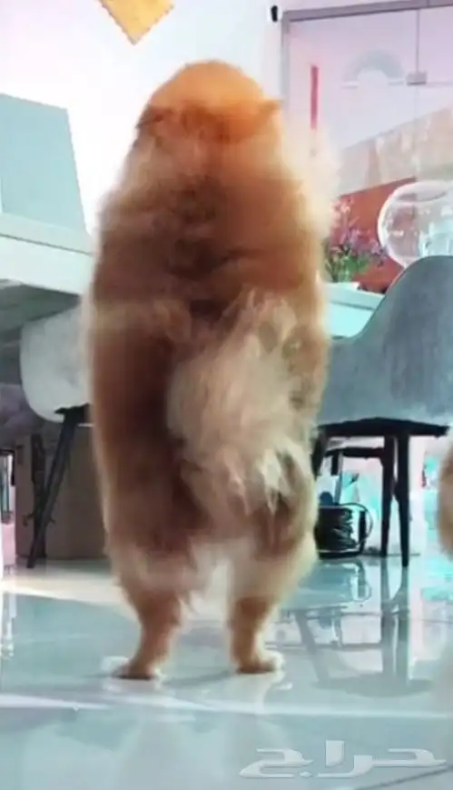 كلب بوميرينيان انثى 4 سنوات 7