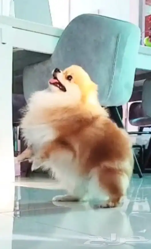 كلب بوميرينيان انثى 4 سنوات 0