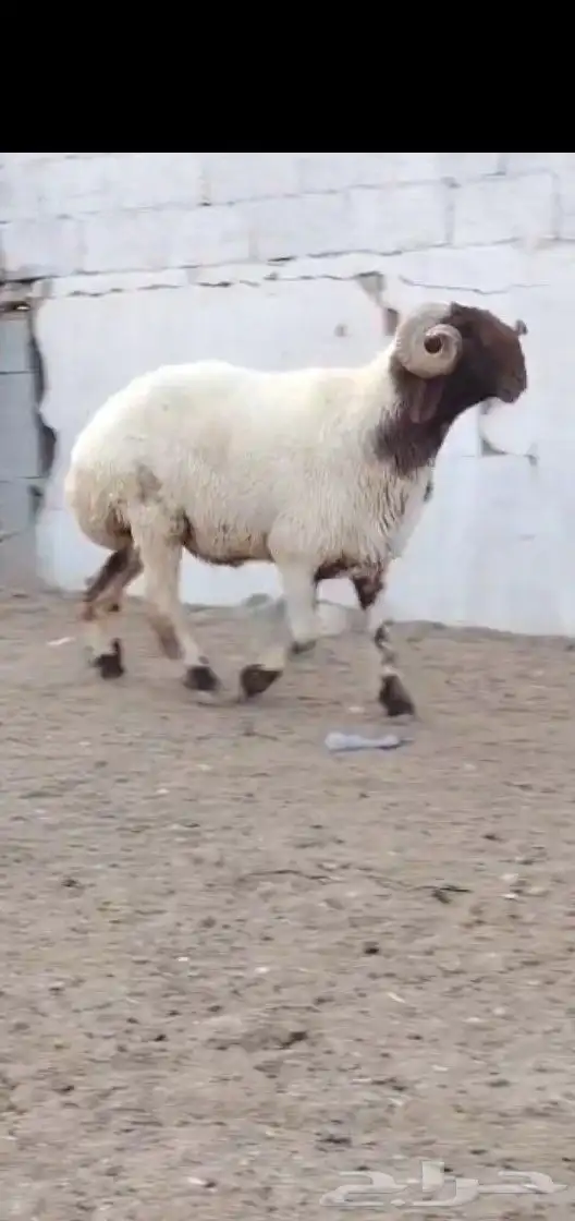 فحول نعيم طيبه 1