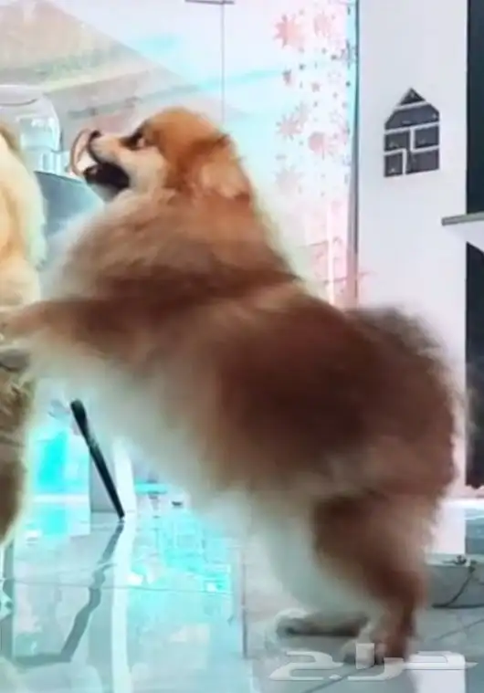 كلب بوميرينيان انثى 4 سنوات 6