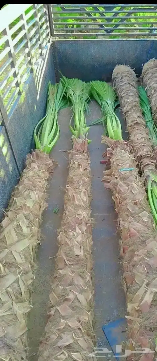 توريد وزرعت أنخيل الوشنطن أشجار الزيتون 1