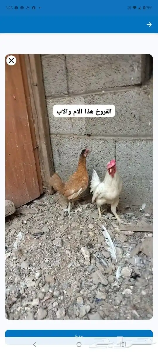 للبيع ثلاث دجاجات وديك قزم 3