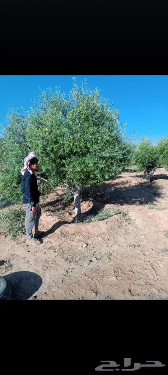 اشجار زيتون 2