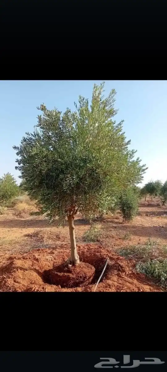 اشجار زيتون 1