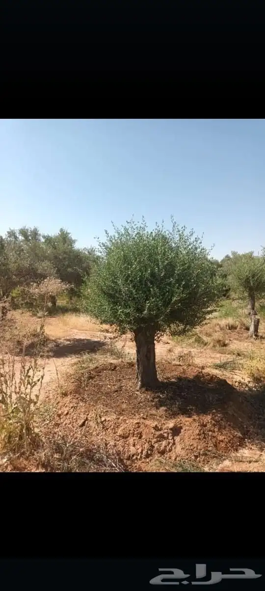 اشجار زيتون 5