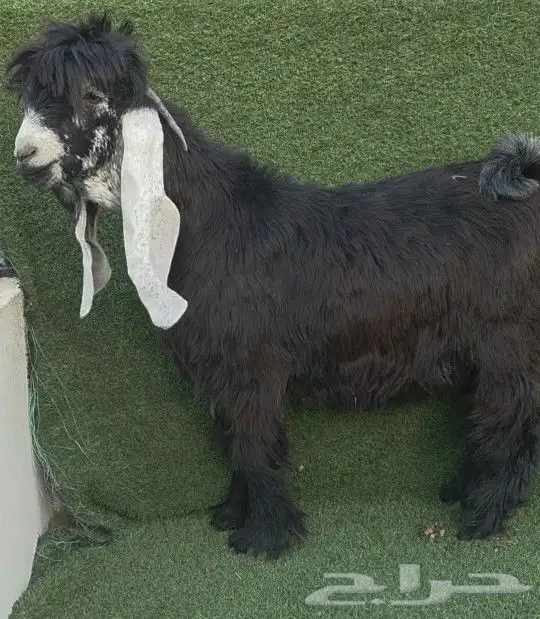 جذع عارضي خصصصم 0