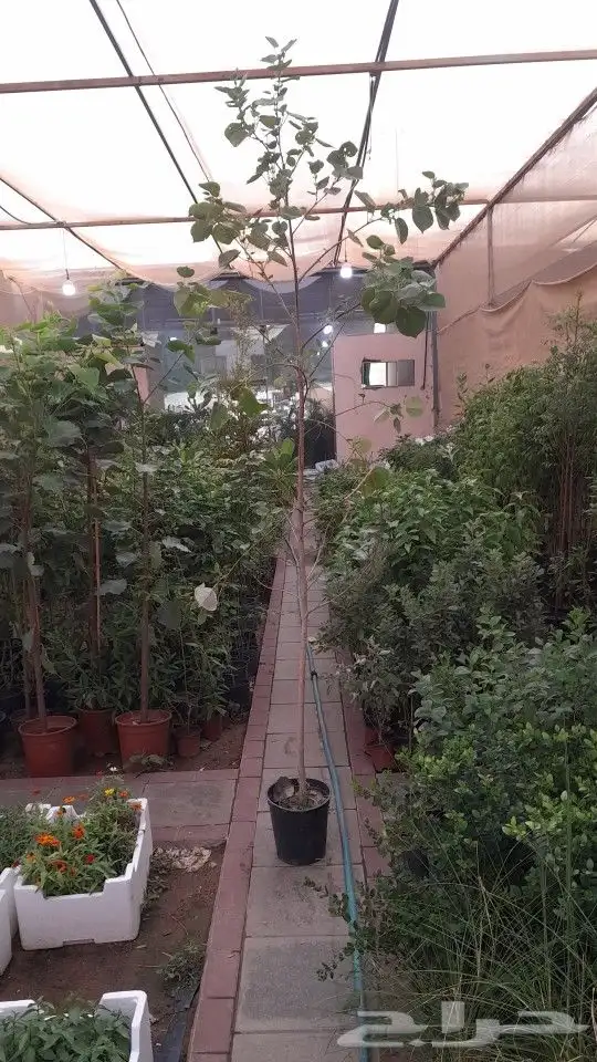 مشتل تنسيق حدائق 9