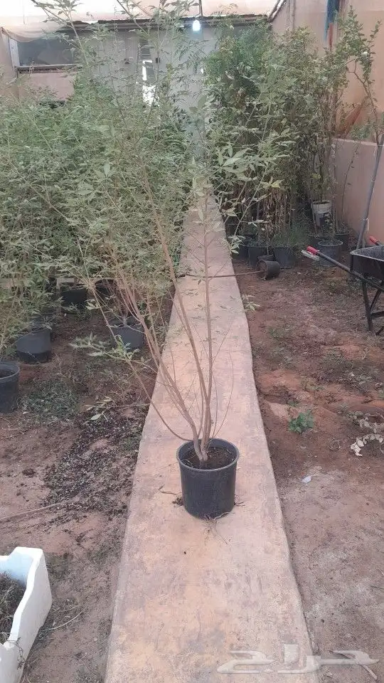 مشتل تنسيق حدائق 6