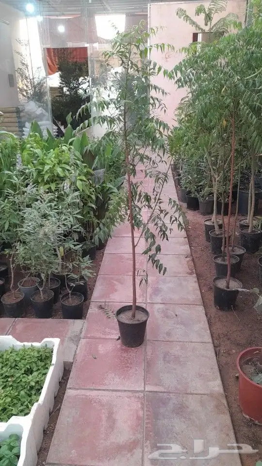 مشتل تنسيق حدائق 5