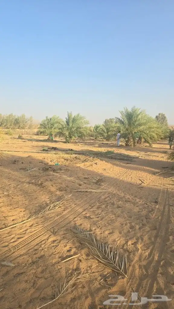 نخل مثمر مشاء الله تبارك الله 4