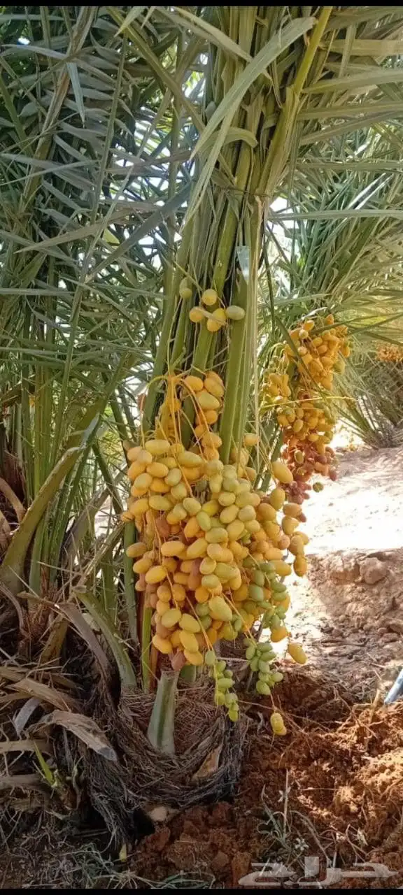 يوجد لدينا جميع انواع النخيل الى جميع أنحاء المملكة 1