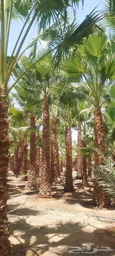 نخيل index