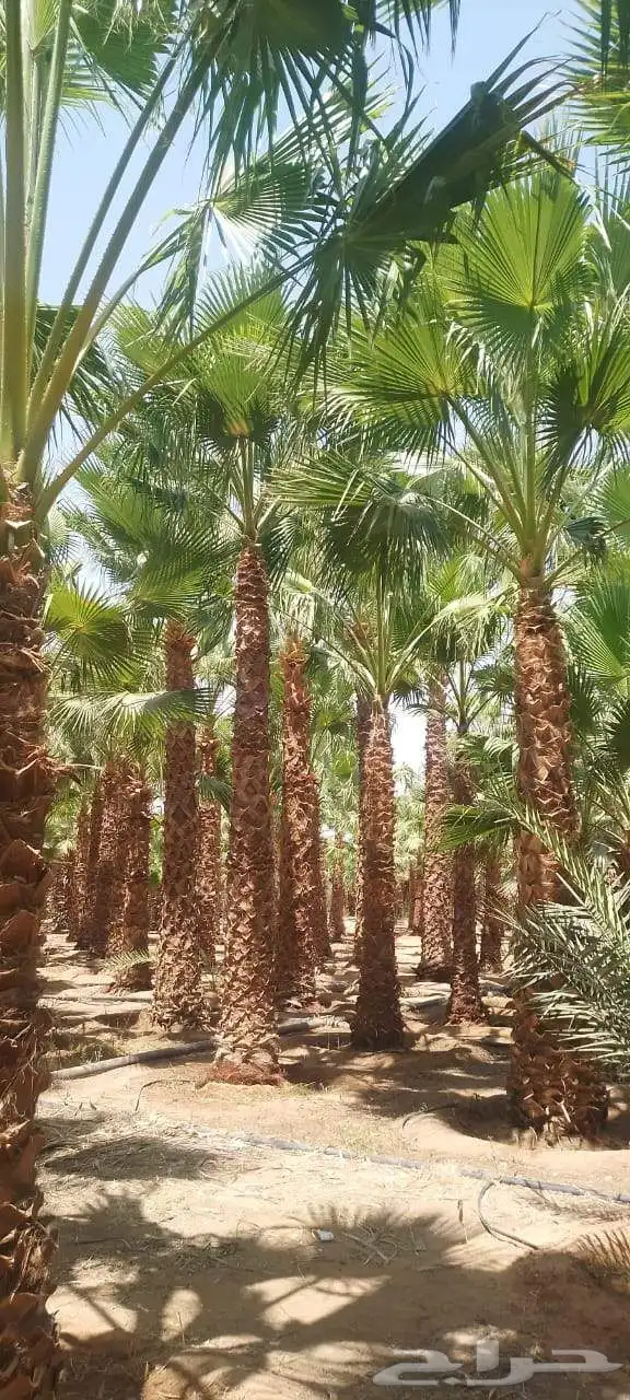 نخيل 6