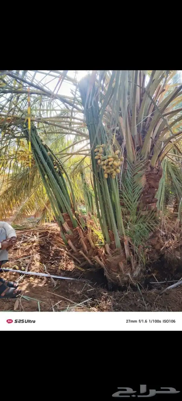 ابو علي لتوريد جميع انواع انخيل 8