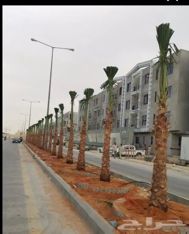 توريد وزرعت أنخيل الوشنطن أشجار الزيتون 0