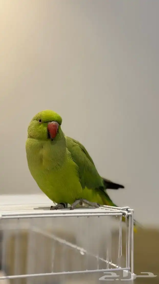 طار من عندي طير دره أخضر اللي يلقاه له مكافئه 0